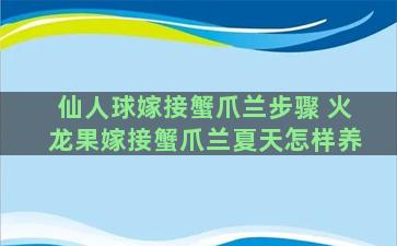 仙人球嫁接蟹爪兰步骤 火龙果嫁接蟹爪兰夏天怎样养